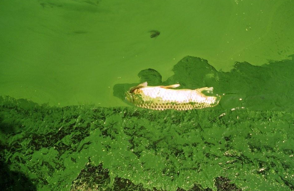 什么是總磷?總磷超標怎么辦.png 什么是總磷?總磷超標怎么辦.png